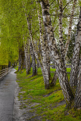 Birch grove in the park. Beautiful scene with birches by walkway along the river