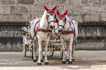 Portrait of a horse carriage with white horses at the residence square in Salzburg, austria, in...