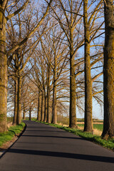The road in the line of old trees