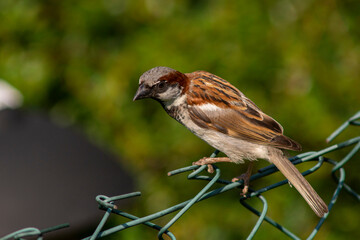 House sparrow (Passer domesticus) perched on a wire mesh