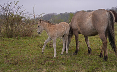 Konik wild horses in March in Saxony Anhalt