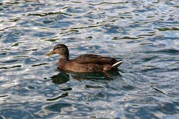 Female Mallard duck swims on the Vistula river, Krakow, Poland