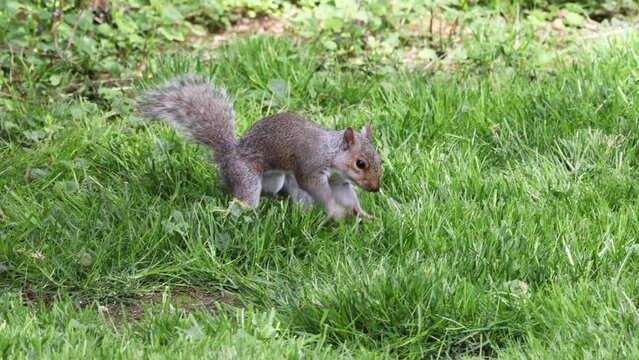 grey squirrel burying nuts in the ground on a sunny spring day