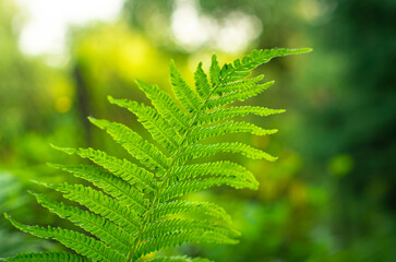 Fern (Polypodiopsida, Polypodiophyta) leaf lighted by sun