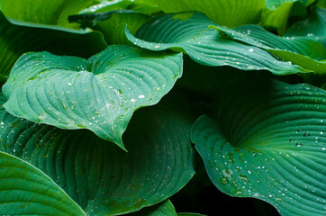 Rain Drops On Leaves of Hosta plantaginea (Funkia, gibōshi) growing in the city park