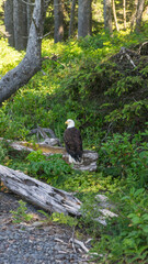 Bald Eagle in Olympic National Park Rialto Beach, Washington State