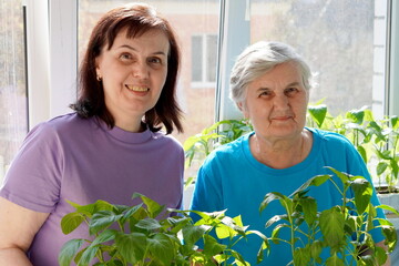 middle-aged and elderly women mother and daughter hold green tomato seedlings in their hands on the...