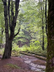 Obraz premium path in the forest