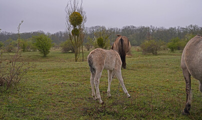 Konik wild horses in March in Saxony Anhalt © BabettsBildergalerie
