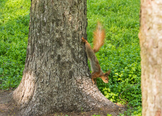 Photo of a squirrel in a green forest