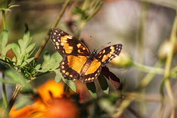 Obraz premium Photograph of a beautiful butterfly resting on a plant in the garden.