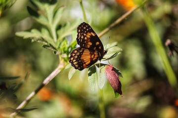 Photograph of a beautiful butterfly resting on a plant in the garden.