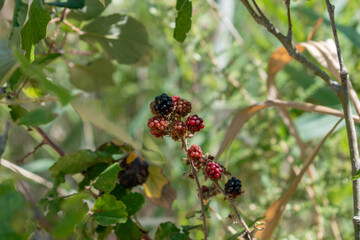 blackberries wild fruit with many antioxidant properties