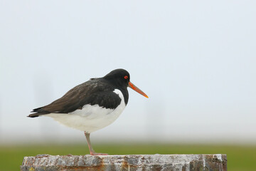 close up of an oystercatcher perching on a pole