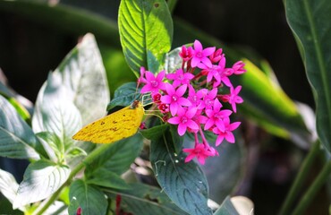 Photograph of a beautiful butterfly resting on a plant in the garden.