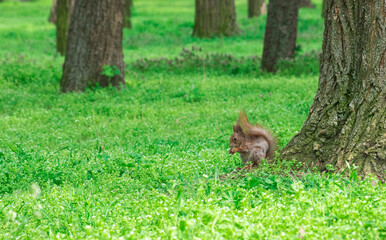 Photo of a squirrel outdoors in the forest