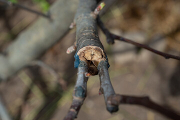 Grafting on a young tree branch with cracks 