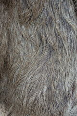 wild pig's  fur, abstract shallow depth of field macro background