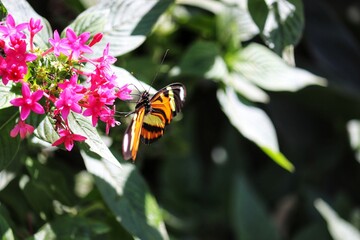 Photograph of a beautiful butterfly resting on a plant in the garden.