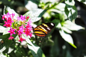 Photograph of a beautiful butterfly resting on a plant in the garden.
