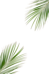 Summer rest concept. Top view vertical photo of palm leaves on isolated white background with copyspace