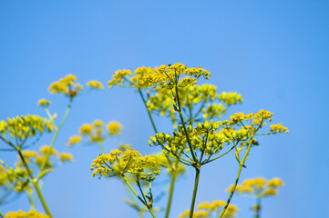 Obraz premium Closeup of yellow parsnip with blue sky on background