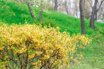 Obraz premium Green park with bushes and trees