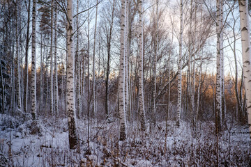 Fototapeta na wymiar Calm Swedish birch forest in winter
