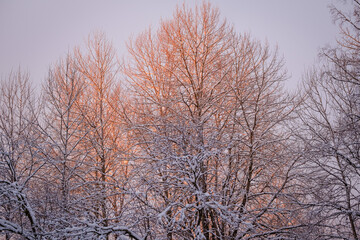 Calm Swedish forest in winter