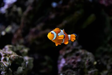 Fototapeta na wymiar Clownfish or anemonefish (Amphiprioninae) from the Pomacentridae family swimming over a coral reef