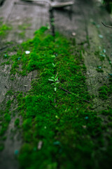 Green moss texture on the tree