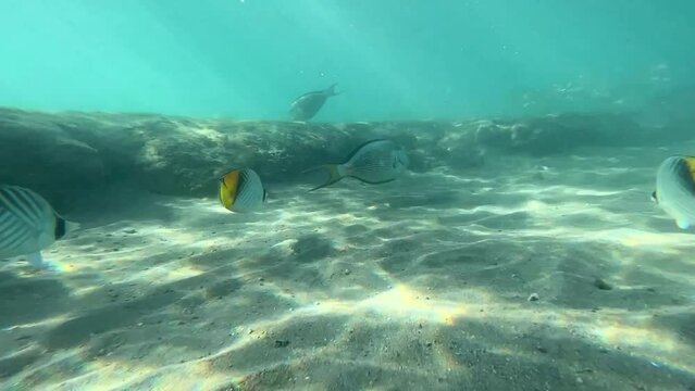 Underwater video filming of fish