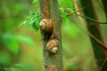 Snails on a tree with a green background