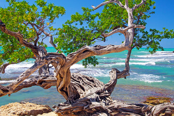 Beautiful coast landscape with twisted crooked gnarled old buttonwood tree on rock, turquoise...