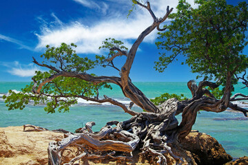 Beautiful coast landscape with twisted crooked gnarled old buttonwood tree on rock, turquoise caribbean sea waves, blue sky - Treasure beach, Jamaica