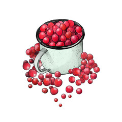 Turquoise metal cup with large red berries in it. Realistic hand drawing for the design of postcards, posters, stickers, menus, labels. - 502466908