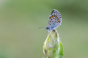 Bavius Blue butterfly (Rubrapterus bavius) on plant