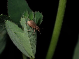 beetle of Curculionidae, may be Tanymecus p.