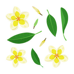Obraz premium A set of flowers and leaves of frangipani or plumeria. Exotic tropical floral elements for decoration, pattern, invitation. Tropical background. Vector illustration.