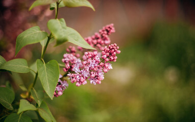 Lilac flowers branch on a green background, natural spring background, soft selective focus. High quality photo
