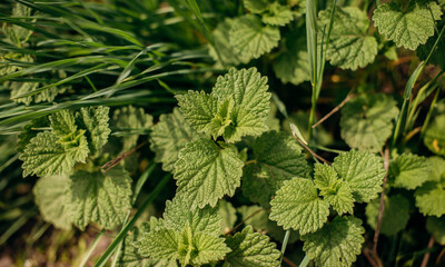 Green nettle leaves. Thickets of nettles. Medicinal plant. .