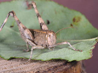 insect meadow locust