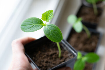 young plant in hands