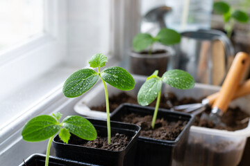 seedling in a pot