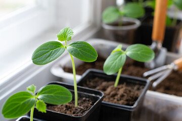 Seedling in a pot window sill