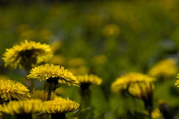 Dandelion flower with bee. Selective focus.