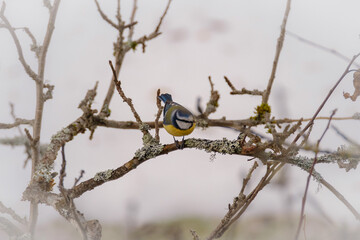 Eurasian blue tit bird in winter on a tree