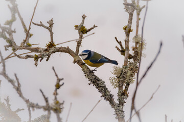 Eurasian blue tit bird in winter on a tree