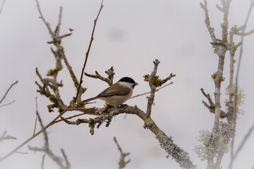 Marsh tit bird in winter on a tree