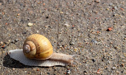 The gastropods commonly known as snails and slugs, belong to a large taxonomic class of invertebrates within the phylum Mollusca 